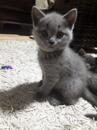 Reinrassigen britisch kurzhaar BKH Kitten