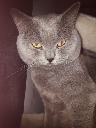 Reinrassigen britisch kurzhaar BKH Kitten