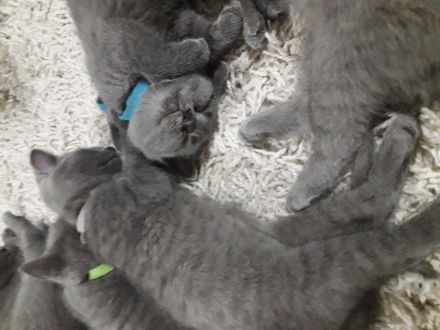Reinrassigen britisch kurzhaar BKH Kitten