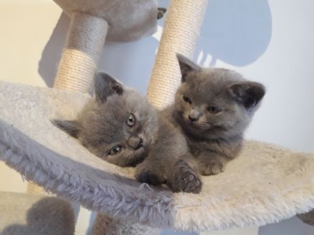 Reinrassigen britisch kurzhaar BKH Kitten