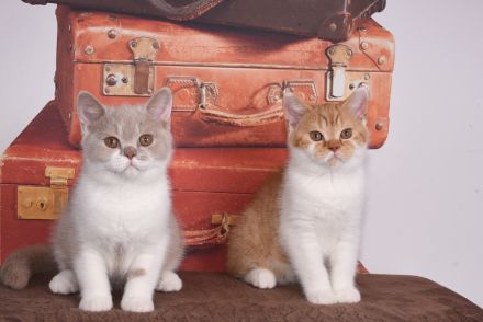 BKH / Britisch Kurzhaar Kitten mit in blau Stammbaum!