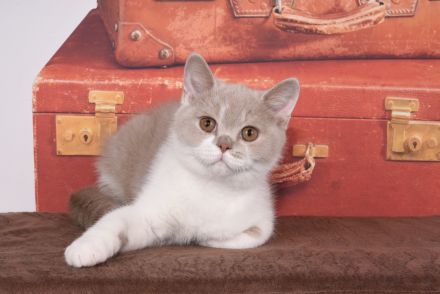 BKH / Britisch Kurzhaar Kitten mit in blau Stammbaum!