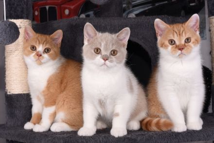 BKH / Britisch Kurzhaar Kitten mit in blau Stammbaum!