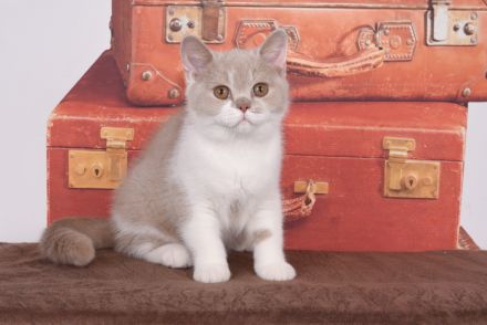 BKH / Britisch Kurzhaar Kitten mit in blau Stammbaum!