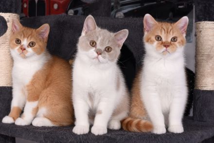 BKH / Britisch Kurzhaar Kitten mit in blau Stammbaum!
