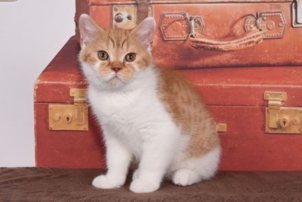 BKH / Britisch Kurzhaar Kitten mit in blau Stammbaum!