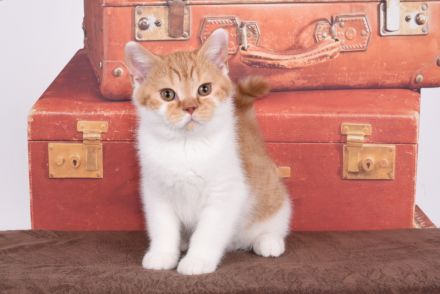 BKH / Britisch Kurzhaar Kitten mit in blau Stammbaum!