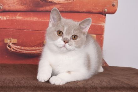 BKH / Britisch Kurzhaar Kitten mit in blau Stammbaum!