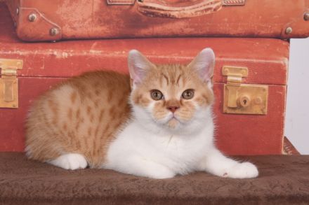 BKH / Britisch Kurzhaar Kitten mit in blau Stammbaum!