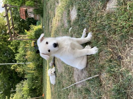 Weiße Schweizer Schäferhund Welpen