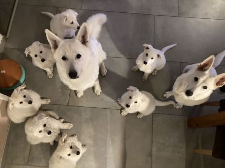 Weiße Schweizer Schäferhund Welpen