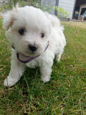 Malteser/Bichon Friese Welpen