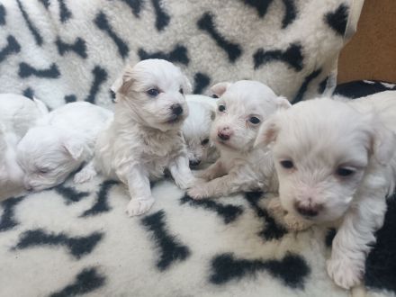 Malteser/Bichon Friese Welpen