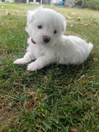 Malteser/Bichon Friese Welpen