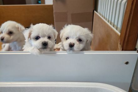 Malteser/Bichon Friese Welpen