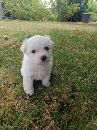 Malteser/Bichon Friese Welpen