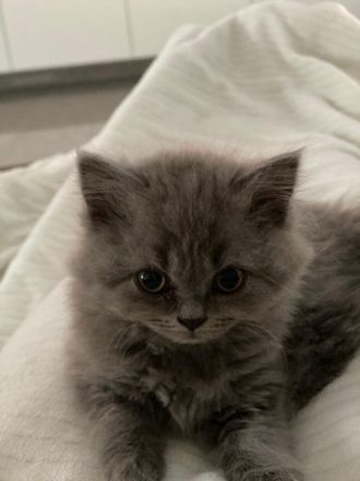 Britisch Kurzhaar / Langhaar Kitten