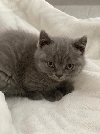 Britisch Kurzhaar / Langhaar Kitten