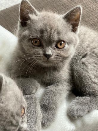 Britisch Kurzhaar / Langhaar Kitten