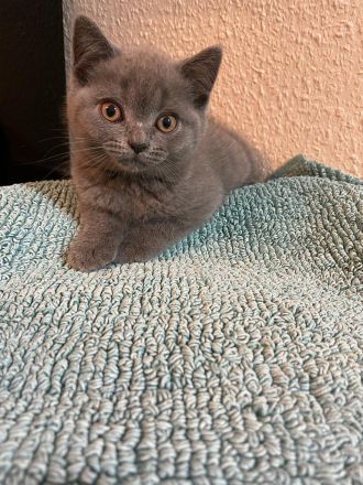 Britisch Kurzhaar / Langhaar Kitten