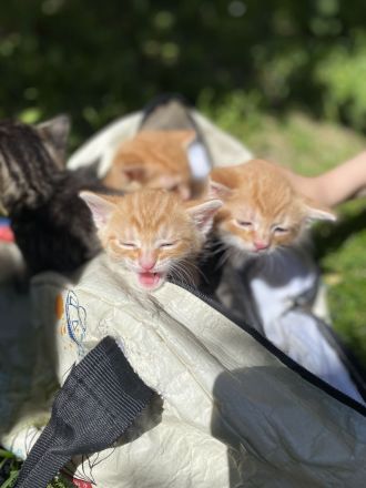 3 Hauskätzchen suchen liebevolle Katzeneltern