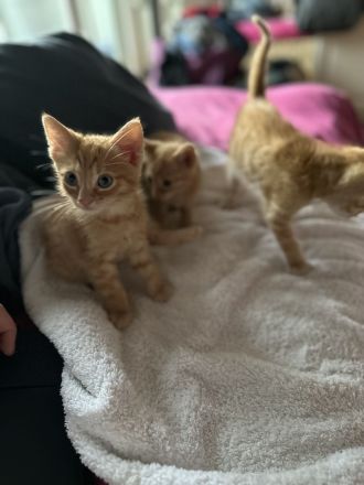 3 Hauskätzchen suchen liebevolle Katzeneltern