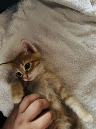 3 Hauskätzchen suchen liebevolle Katzeneltern