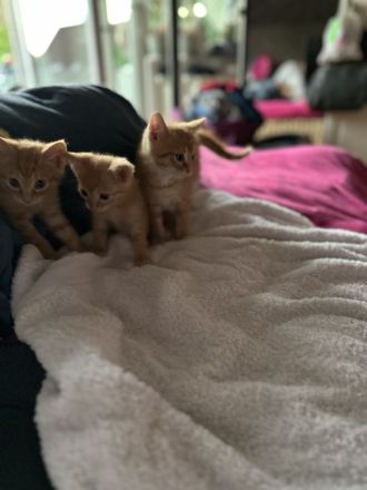 3 Hauskätzchen suchen liebevolle Katzeneltern