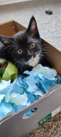 Kitten,Männlich,Mischling,je 50€