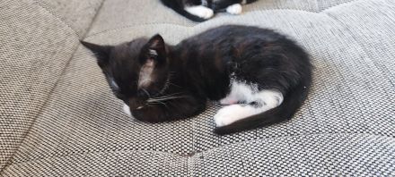 Kitten,Männlich,Mischling,je 50€