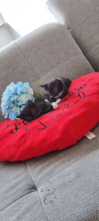 Kitten,Männlich,Mischling,je 50€