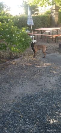 Belgischer Schäferhund Hündin