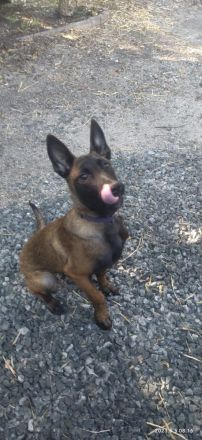 Belgischer Schäferhund Hündin