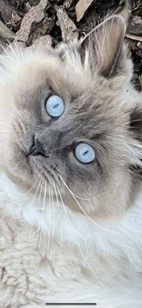 Neva masquerade Schwestern