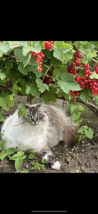 Neva masquerade Schwestern