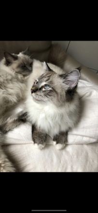 Neva masquerade Schwestern