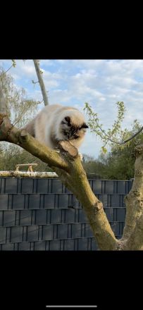 Neva masquerade Schwestern