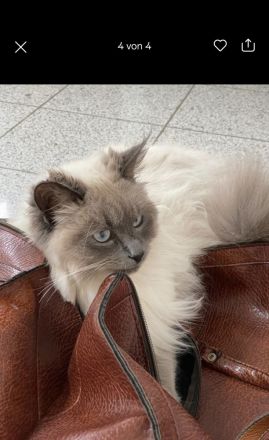 Neva masquerade Schwestern