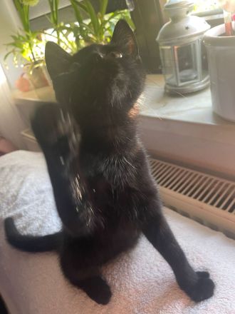 Britisch Kurzhaar Mix Kitten BKH EKH Katzenbaby