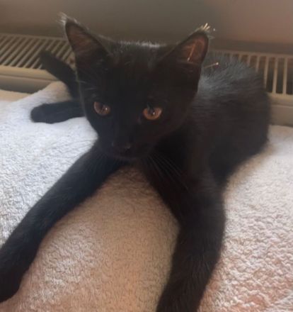 Britisch Kurzhaar Mix Kitten BKH EKH Katzenbaby