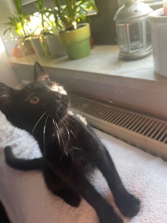 Britisch Kurzhaar Mix Kitten BKH EKH Katzenbaby