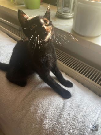 Britisch Kurzhaar Mix Kitten BKH EKH Katzenbaby