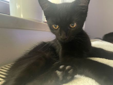 Britisch Kurzhaar Mix Kitten BKH EKH Katzenbaby