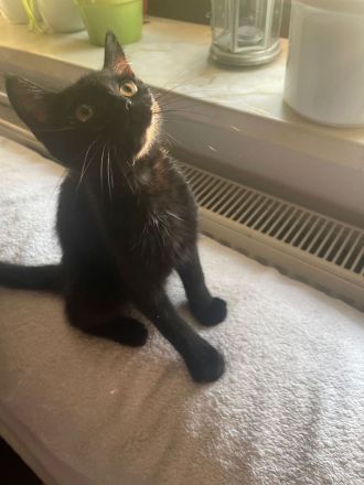 Britisch Kurzhaar Mix Kitten BKH EKH Katzenbaby