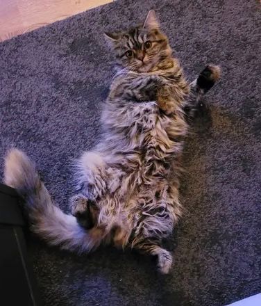 Britisch Kurzhaar Mix Kitten BKH EKH Katzenbaby