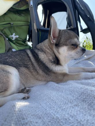 Liebe Chihuahua Hündin sucht ein neues zu Hause.