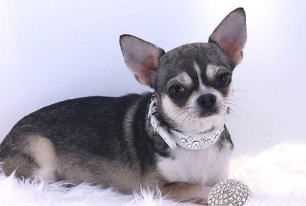 Liebe Chihuahua Hündin sucht ein neues zu Hause.