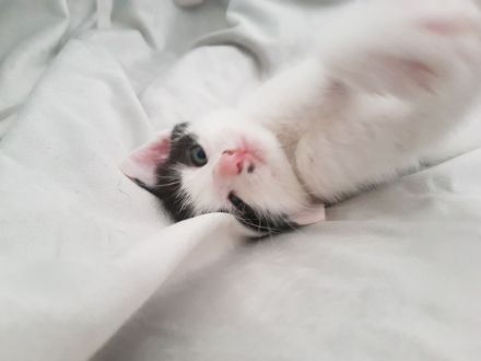 Katzen such absofort ein liebevolles Zuhause