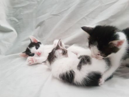 Katzen such absofort ein liebevolles Zuhause