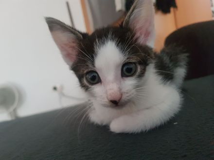 Katzen such absofort ein liebevolles Zuhause